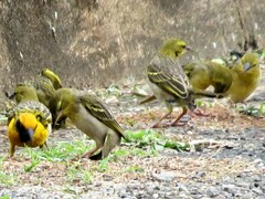 Ploceus cucullatus spilonotus