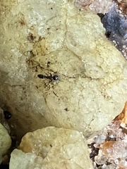 Brachyponera chinensis