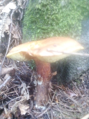 Xerocomellus chrysenteron