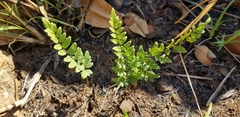 Cheilanthes viridis
