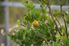 Citrus japonica