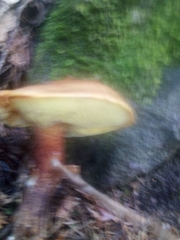 Xerocomellus chrysenteron