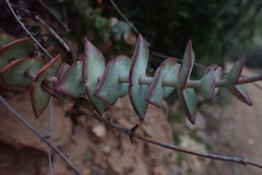 Crassula perforata