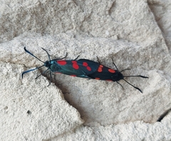 Zygaena filipendulae