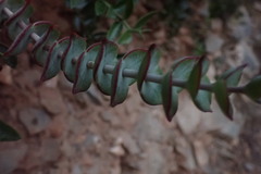 Crassula perforata