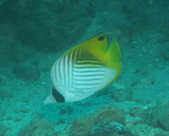 Chaetodon auriga