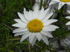 Tanacetum corymbosum