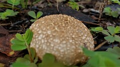 Lycoperdon perlatum