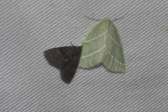 Synchlora bistriaria