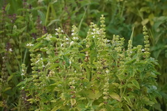 Ocimum basilicum