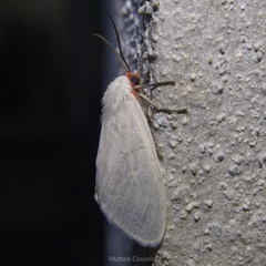 Pygarctia