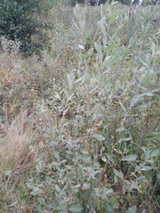Salix cinerea