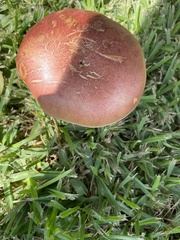 Hortiboletus rubellus