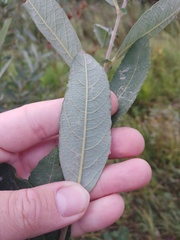 Salix cinerea