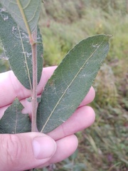 Salix cinerea