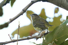 Vireo flavoviridis