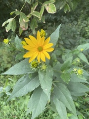 Helianthus divaricatus