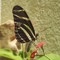 Heliconius charithonia vazquezae