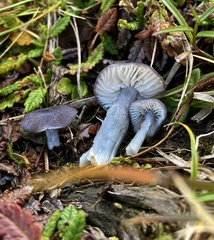 Cyanula