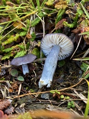 Cyanula