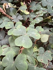 Oxalis oregana