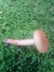 Lactarius aurantiacus