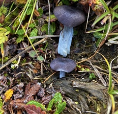 Cyanula
