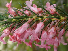 Erica astroites