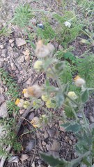 Hermannia althaeifolia