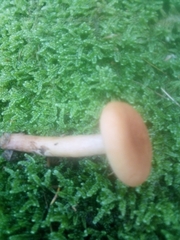 Lactarius aurantiacus