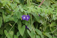 Clitoria ternatea