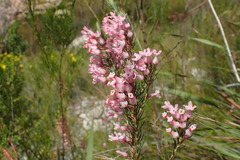 Erica astroites