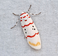 Cyana bellissima