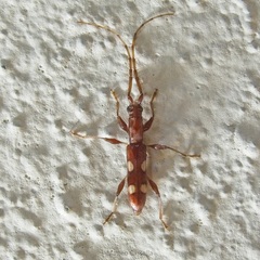 Neocompsa alacris