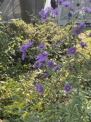 Symphyotrichum novae-angliae