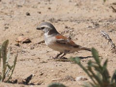 Passer melanurus damarensis