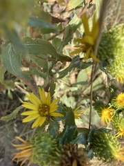 Grindelia subalpina