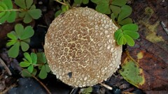 Lycoperdon perlatum