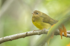 Oporornis agilis
