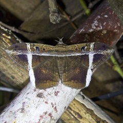 Hemeroblemma mexicana