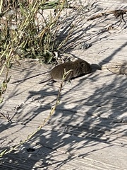 Microtus pennsylvanicus