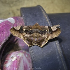 Euclystis guerini