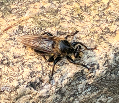 Laphria