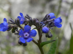 Cynoglottis barrelieri