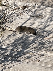 Microtus pennsylvanicus