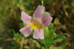 Erythranthe erubescens