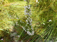 Erica glomiflora