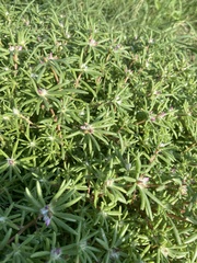 Portulaca pilosa
