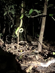 Bothriechis lateralis