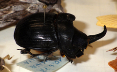 Copris hispanus